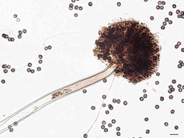 Prevent and Remove Mould from a Mattress - Fawcett Mattress