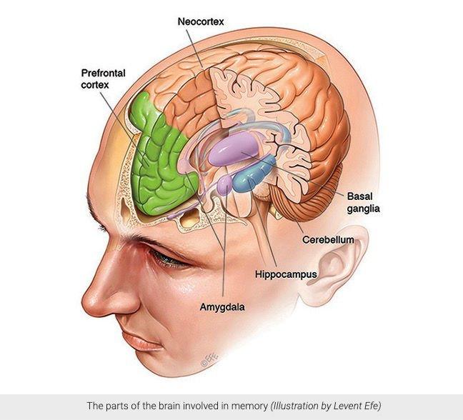 Sleep and its role in Memory - Fawcett Mattress